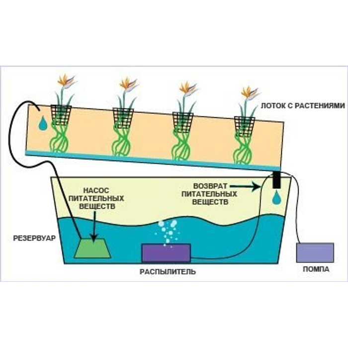 Первое nft