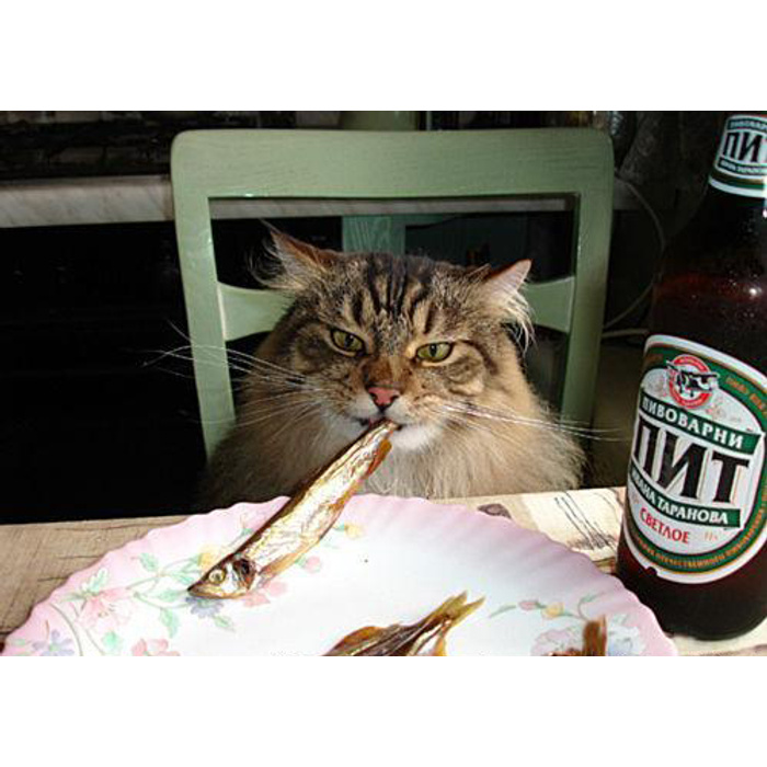 Вот это совсем разговор. Кот с пивом. Кот с пивом и рыбой. Кошачье пиво. Коты с пивом.