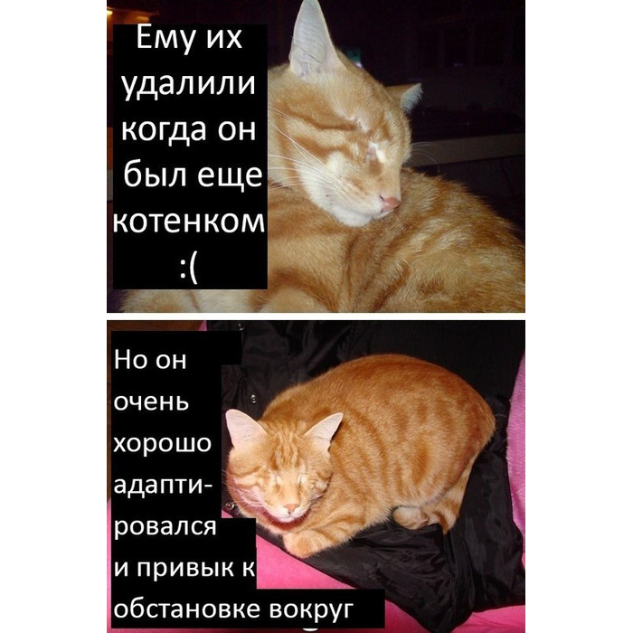 Смешные истории про котов
