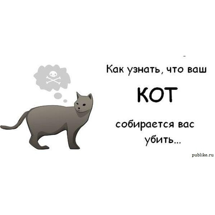 Коте длительно. Хочу кота. Как понять что ваш кот. Как понять что хочет кот.