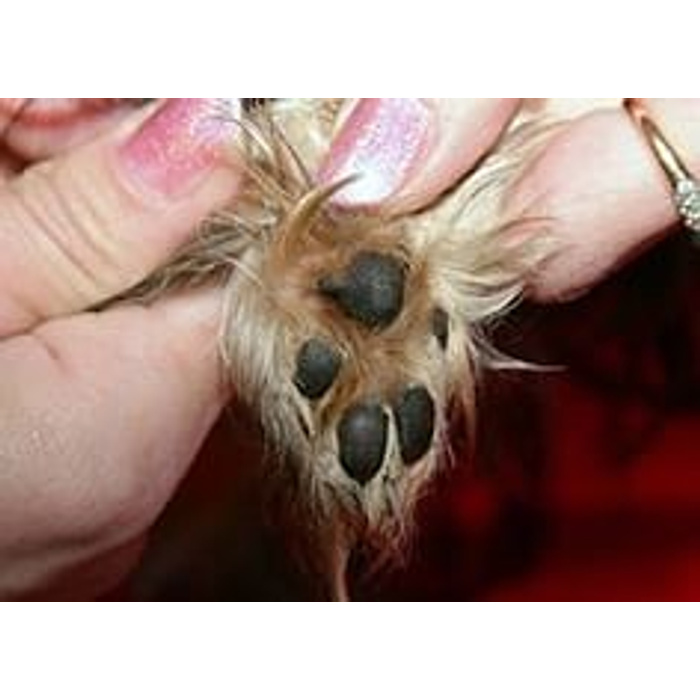 У йорка болит левая задняя лапа - причины и методы лечения У йорка болит левая задняя лапа - причины и методы лечения