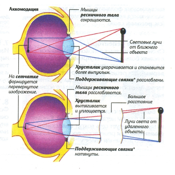 Почему человек видит перевернутое изображение