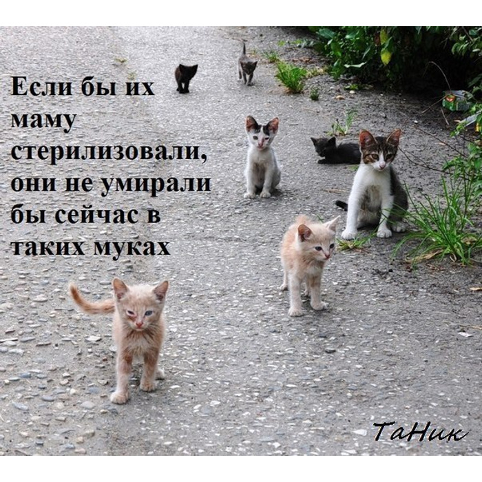 Сколько гуляют кошки