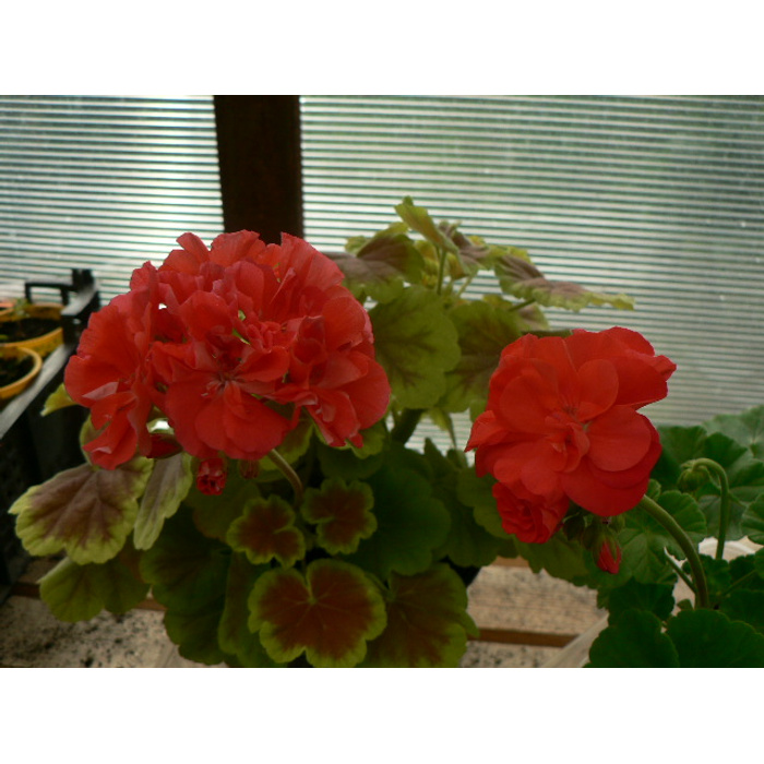 Лили садовница карлотта пеларгония фото и описание