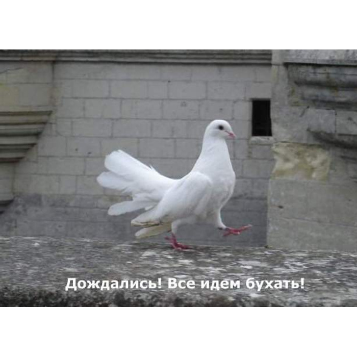 Пришел голубь. Пятничный голубь. Ну штош голубь. Лютые голуби. Голубь в пятницу.