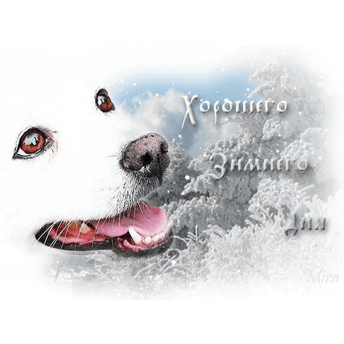Доброе утро собаки зима. С добрым зимним утром собаки. Цифровой художник лорри kajenna кайенна собаки. Доброе зимнее утро для собак. С добрым зимним утром собаки.