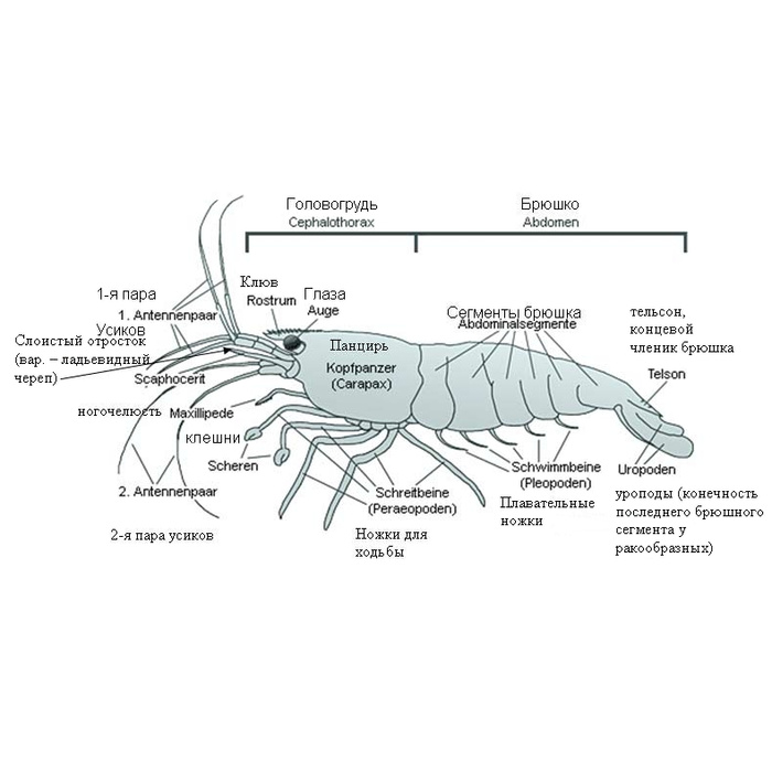 Строение креветки схема
