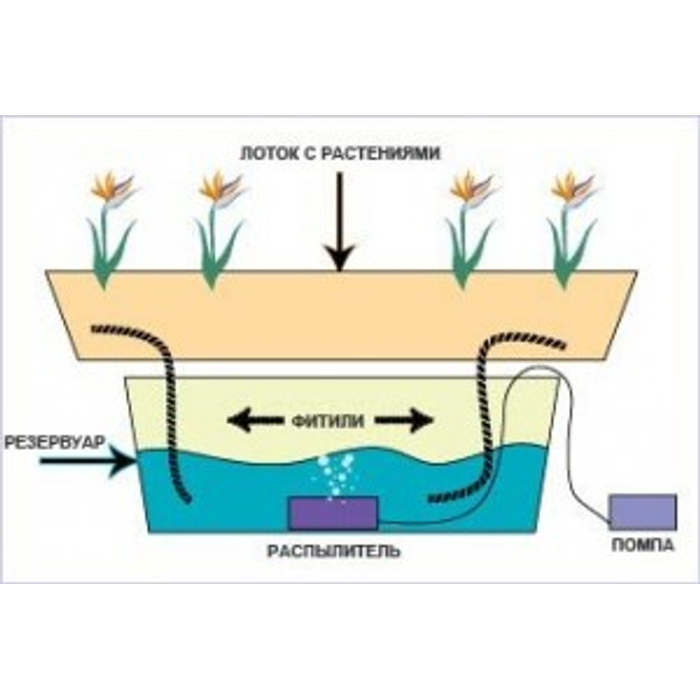 Гидропоника система капельного полива схема. Nft гидропоника. Схема вертикальной гидропонной установки. Арбуз на гидропонике. Капельный полив гидропонная система.