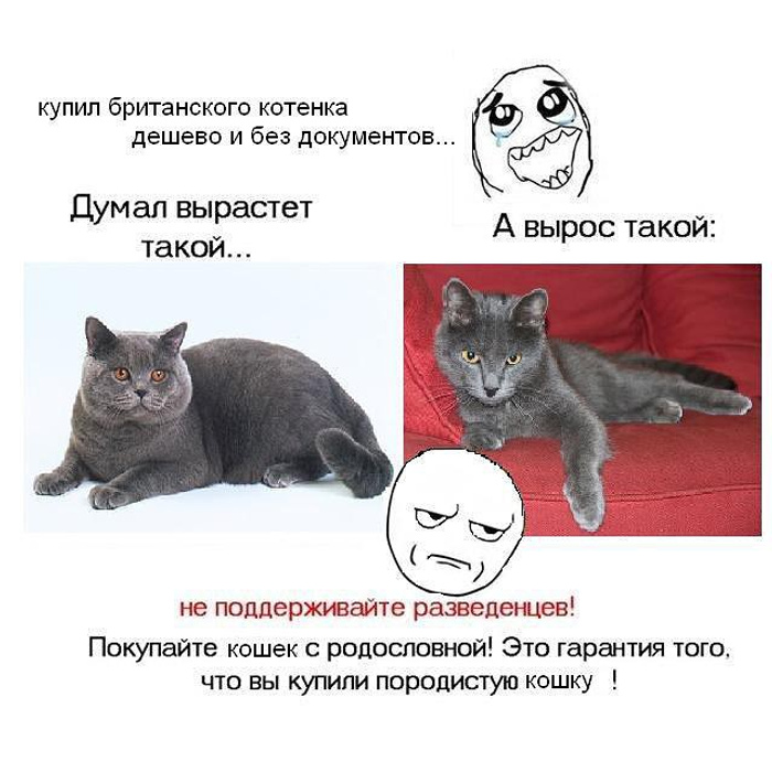 Купи кот
199