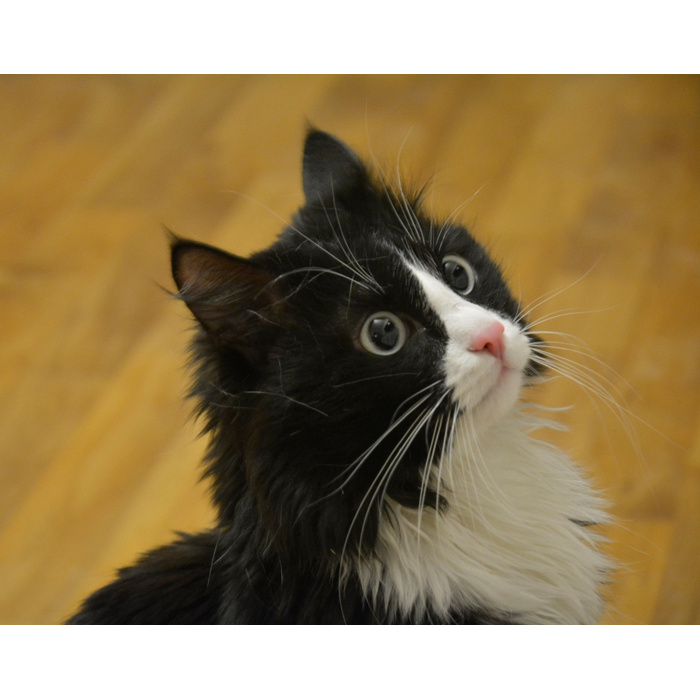 Ш кот. Котамш.