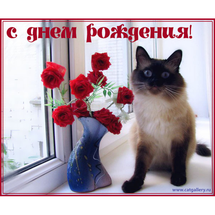 С днем рождения женщине с котиками