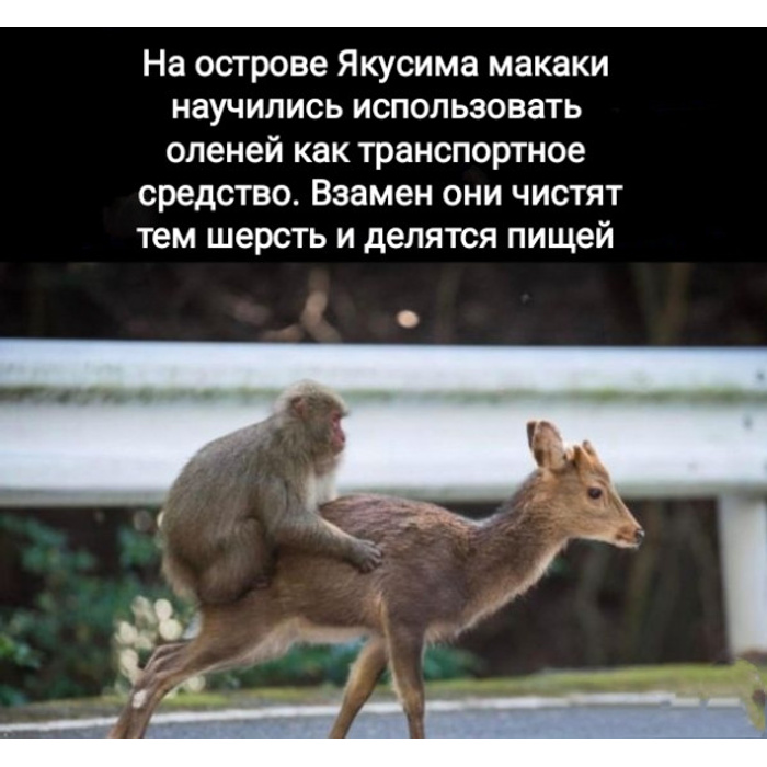 7d10a779b550a6c249a0b1bf91d968ab071b4907_700_700.jpg