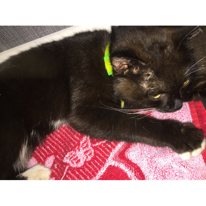 Кошка блюет и не ест. Рвота у кошки черного цвета. Найден черный кот в зеленом ошейнике Скотное. Кошку стошнило черным цветом.