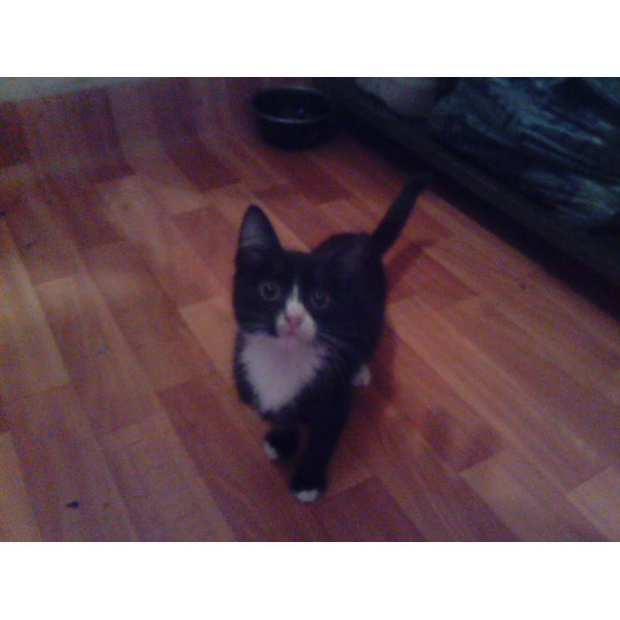 Котенок какой вася. Кот вася серый. Котенок какой вася. Котенок какой вася. Котенок какой вася.