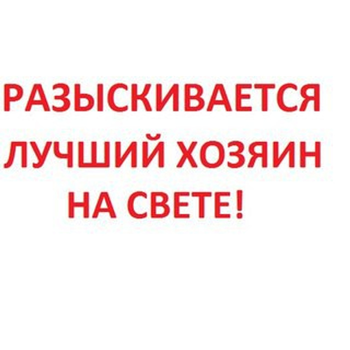 Поиск хозяев. Разыскивается хозяин. Нужен хороший хозяин. Нужен хороший хозяин картинки. Срочно ищем хозяев