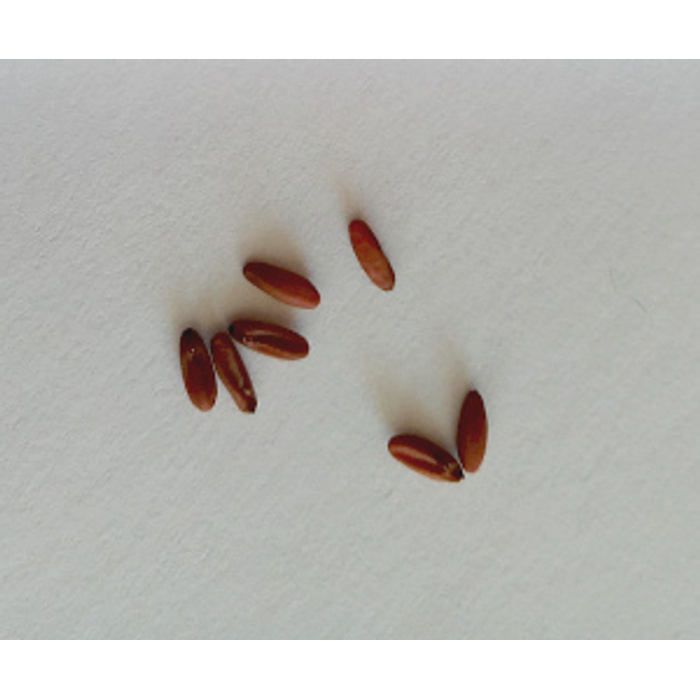 Семена герани магазин. Как выглядят семена герани. Как выглядят семена герани и пеларгонии. Дражированные семена пеларгонии. Семена герани Китай.
