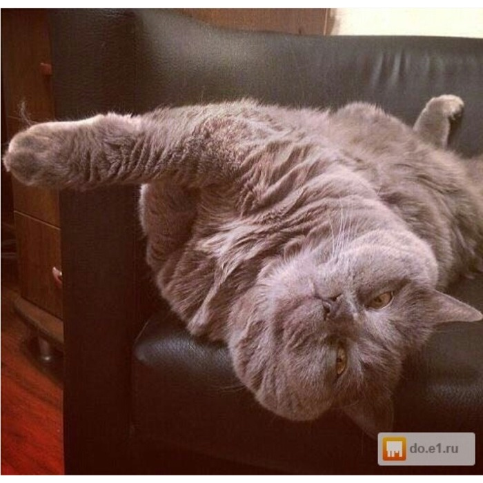 Кот вытянул шею. Кот вытянул шею