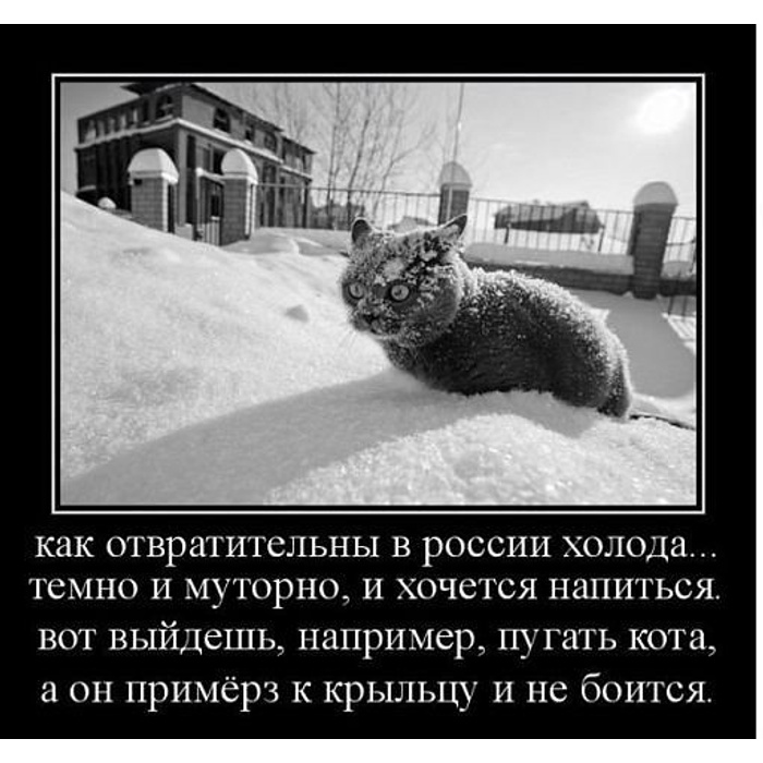 Не сильный но холодный. Как отвратительны в России холода. Демотиваторы про зиму. Приколы про холод. Коты боятся снега.