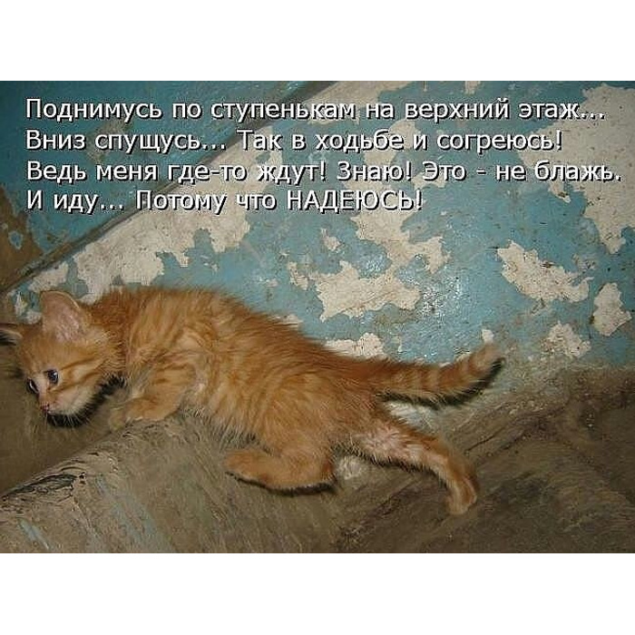 Ведь я уже. Кот пришел. Котенок приходи. Кот домой.