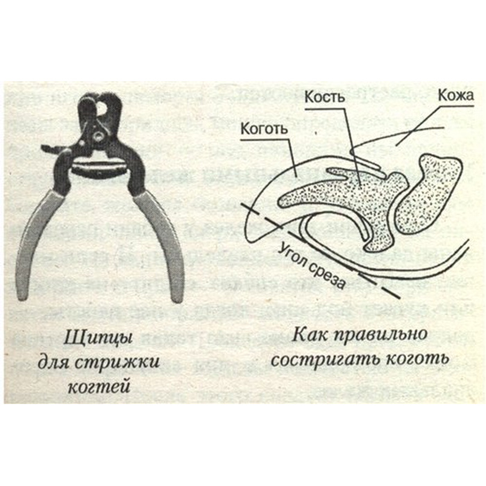 Как стричь когти собаке картинка