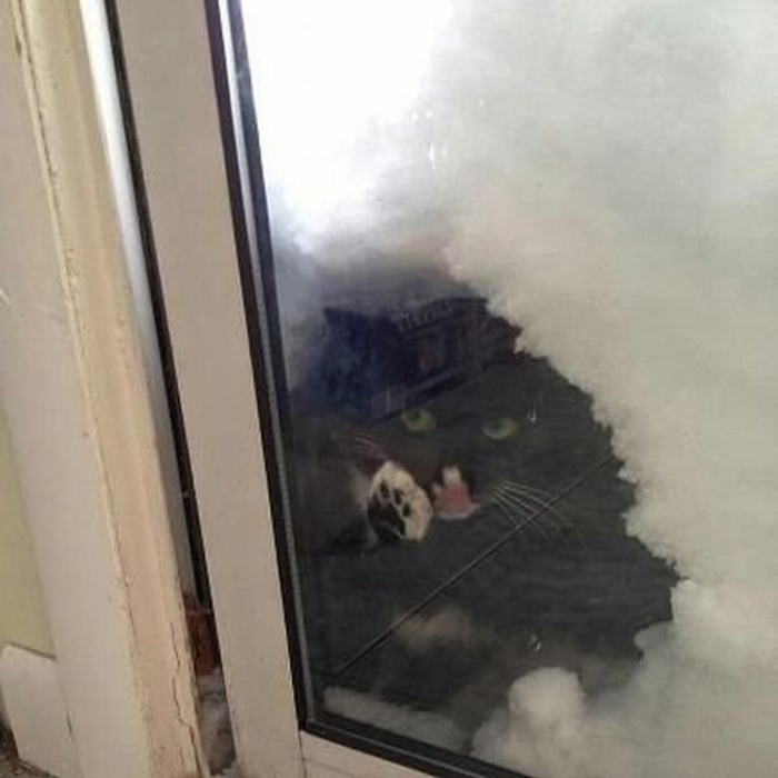 Попасть снежком в окно. Кот на балконе. Кот просится в окно. Замерзший кот за окном. Кота завалило снегом.
