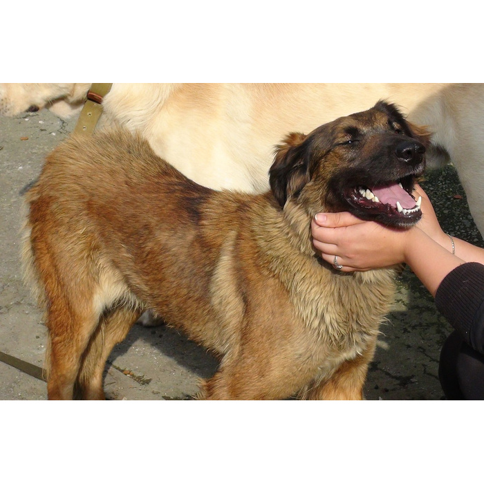 добрые руки дворняжку. умный пёс вилм. щенки дворняжки в добрые руки. отдам щенка дворняжки. добрые руки дворняжку.