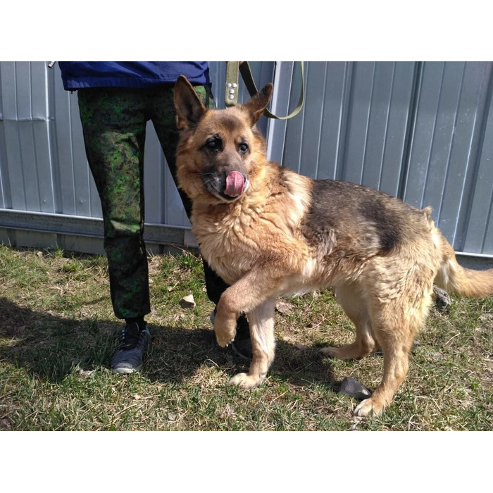 Бездомные животные. Списанные собаки взять. Списанные собаки взять. Приют для животных. Приют для служебных списанных собак.