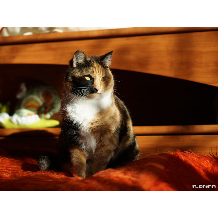 аошима остров кошек. кот программист. домашние кошки. забота о кошке. тасиро остров кошек.