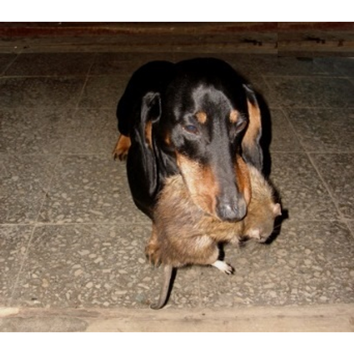 Такса и крыса. Собаки едят крыс. Собаки едят крыс. Собаки едят крыс. Бездомные собаки едят крыс?.