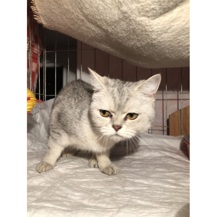 кошки октябрьский башкортостан. центр города октябрьский башкортостан. кошки октябрьский башкортостан. октябрьский приют кошек. кошки октябрьский башкортостан.