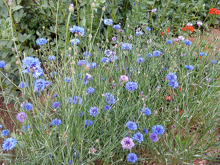 DSC00461.JPG