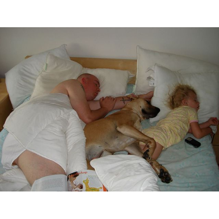 Соседская собака мешает спать. Собака в кровати с хозяином. Кровать для собаки.