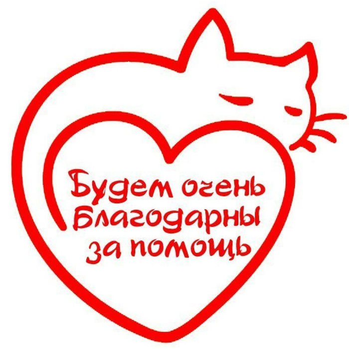 Котику нужна помощь картинки