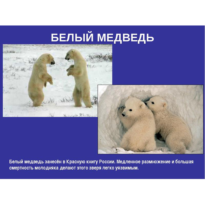 Как выглядит белый медведь описание Повар-полярник, скормивший взрывпакет белой медведице в Арктике, отделался штраф