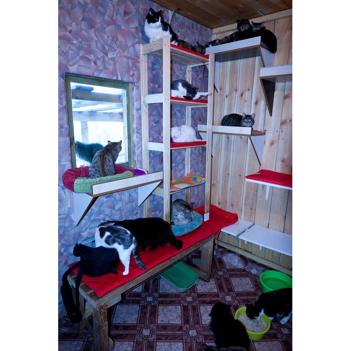 Приют для кошек в нижнем. Комната для кошек. Кошачий домик. Домики для котов в приюте. Комнаты для кошек в приюте.