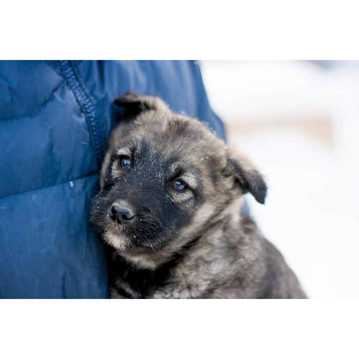 Отдам собаку. Взять щенка. Отдам породистого щенка. Щенки в добрые руки. Дворняжка щенок красивый.