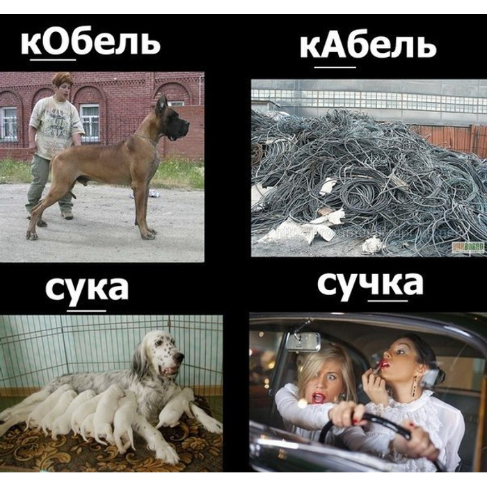 Картинки про сучек