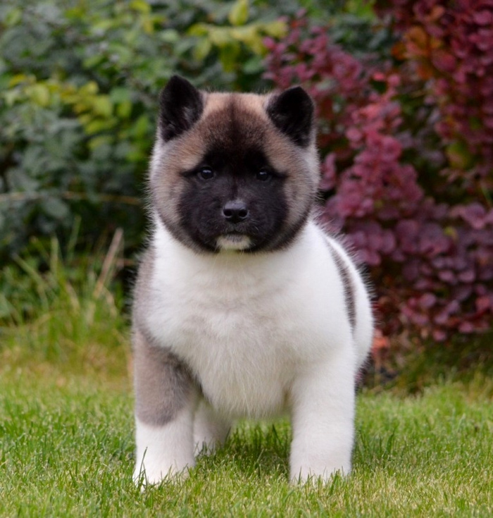 Американская акита собака. Американская акита и акита ину. Американская и японская акита. Порода акита ину американская. Японская акита ину.