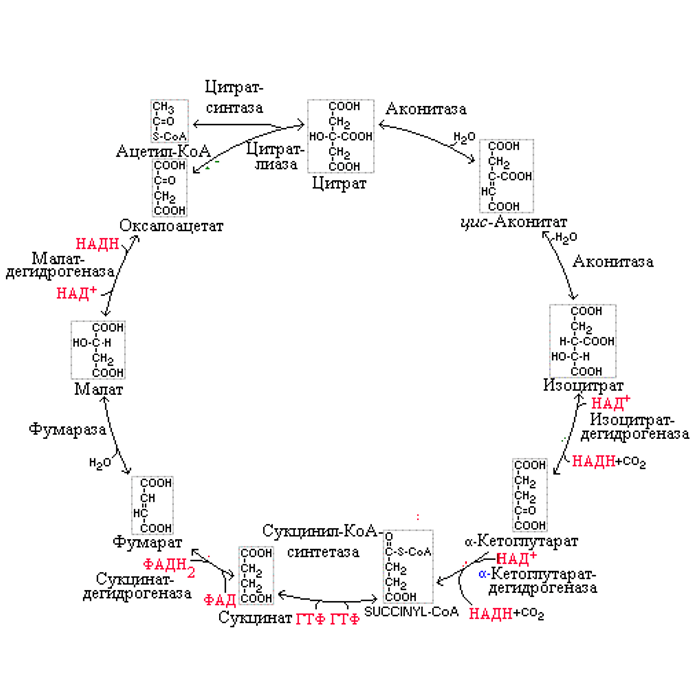 Цтк биохимия схема