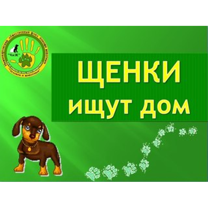 Щенки ищут дом картинки