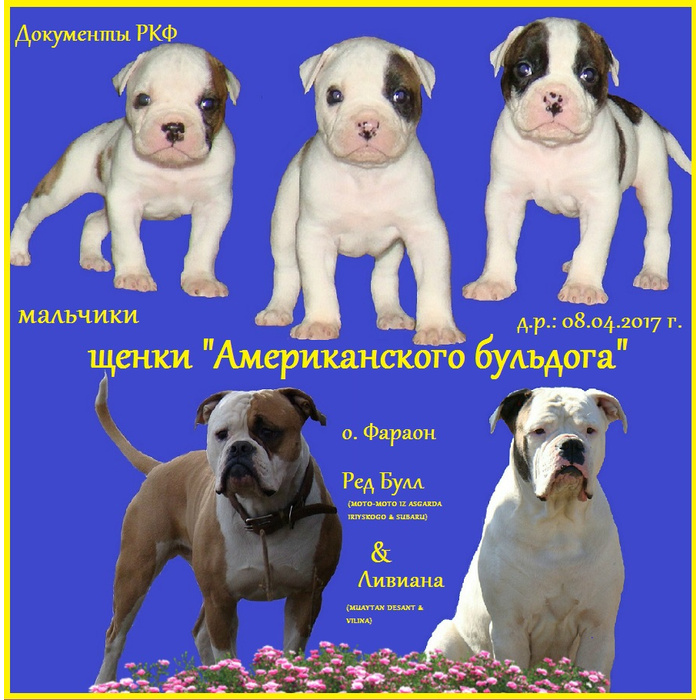 Сбалансированная домашняя диета