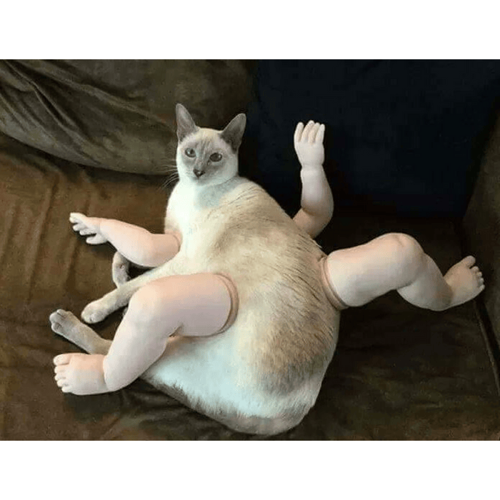 твои лапки. целую ваши лапки. климлордс фото. кот у меня лапки. любимый котик.