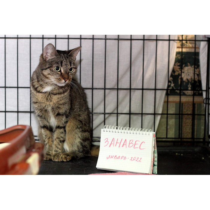 Ревда животные. Бездомные животные. Ревда животные. Ревда животные. Животное из ревды.