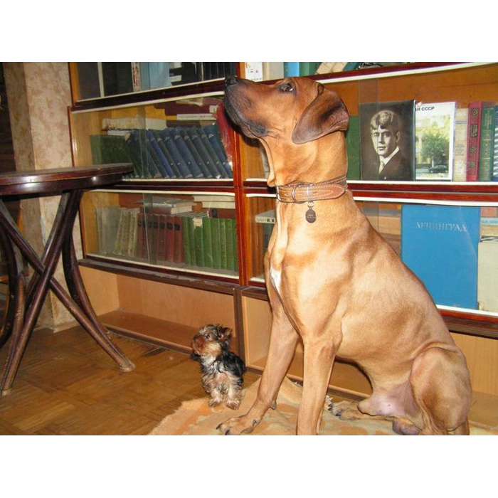 Собака не ела 2 дня. Жирная жирная собака. Отказ от корма у животных. Собака не ела 2 дня. Собака не ела 2 дня.