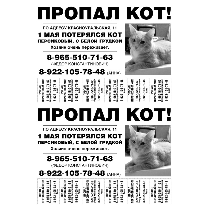 Потерялся котенок объявление образец