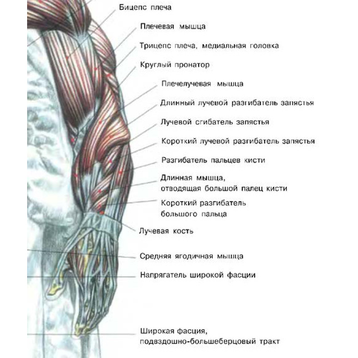 Длинная головка трехглавой мышцы плеча