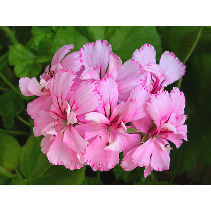 Герань в подмосковье. Pink Carnation пеларгония. Пеларгония Cerise Carnation. Пеларгония плющелистная Cerise Carnation. Пеларгония мозаик Пинк.