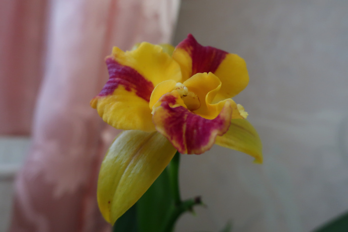 Potinara Burana Beauty
