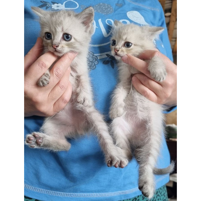 Какого окраса котята. Какого окраса котята