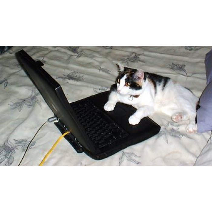 Busy please. Отвал мурк. отвал мурк gif. busy kittens.